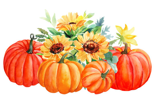 autumn composition of pumpkins and flowers sunflowers, thanksgiving day, white background, watercolor hand drawing
