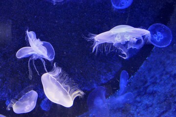 Jellyfish