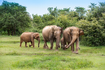 Fototapeta premium Elephants with baby elephant in the Udawalawe National Park on the island of Sri Lanka