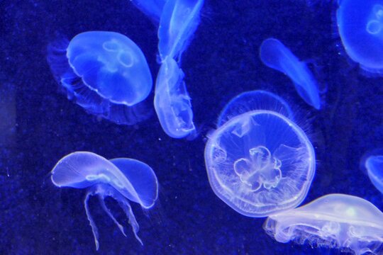 jellyfish