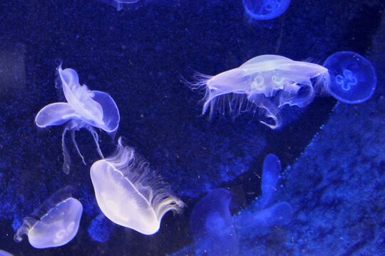 Jellyfish