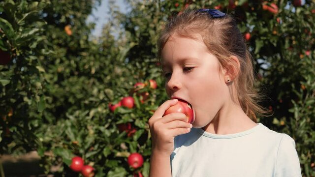 Kid little girl portrait eat bite ripe apple fruit staying in apple tree garden nature