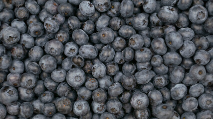 Raw blueberry background.