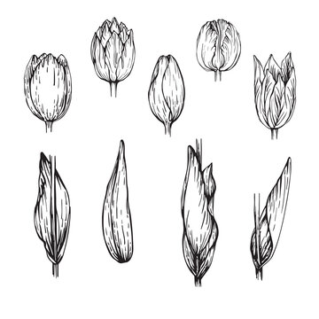 Set of different types of flowers and leaves of blooming tulips. Handmade linear drawing. Isolated vector on white background.