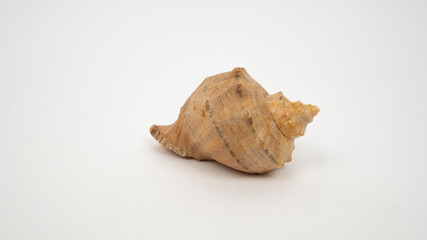 Sea shell on white background.