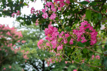 満開の鮮やかなピンクのサルスベリの花