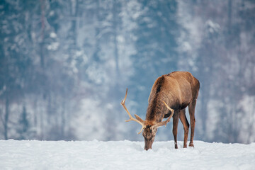 Deer in beautiful winter landscape with snow and fir trees in the background. 