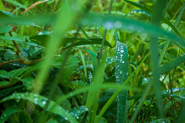 葉に乗った雨粒が光る草むら
