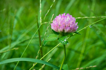 雨粒が葉に残るムラサキツメクサ