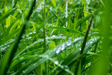 葉に乗った雨粒が光る草むら
