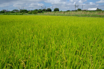 雨に濡れる実った稲穂