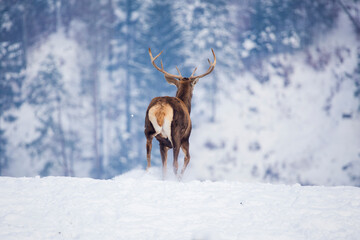 Deer in beautiful winter landscape with snow and fir trees in the background. 