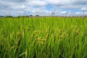 Fototapeta premium 雨に濡れる実った稲穂