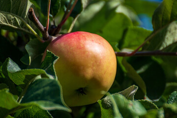 Close up of a ripe apple hanging in the tree