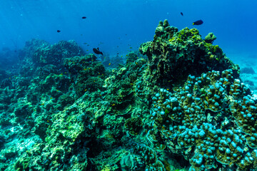 Fototapeta na wymiar Colorful reef and blue tropical ocean of RAYA Island Phuket Province, Thailand