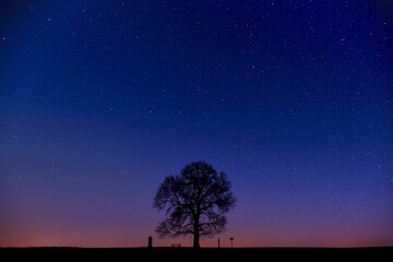 Obraz na płótnie Canvas tree at night