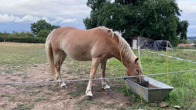 Cheval buvant dans un abreuvoir, champ en Bourgogne