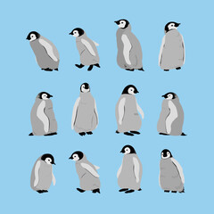 Obraz premium set of penguin illustrations, penguin, Emperor Penguin