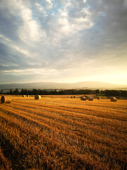 autumn late summer crop season early morning sunrise in the stubble wheat grain field with haystacks