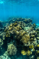 Fototapeta na wymiar Shallow coral reefs of Phi Phi Island Krabi Province, Thailand