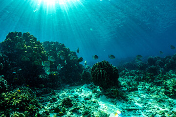 Fototapeta na wymiar fish is swimming through the coral of RAYA Island Phuket Province, Thailand