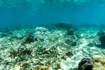 Fototapeta na wymiar Group of mullet fish with swim over coral.