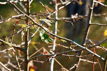 forest on a bright day - beautiful autumn landscape and wildlife