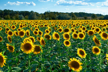 sunflower - bright field with yellow flowers, beautiful summer landscape in sunset
