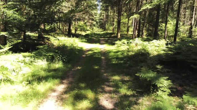 Chemin de for&ecirc;t en Bourgogne