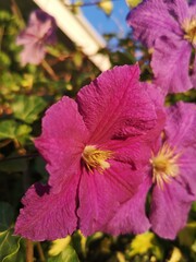 Piękne kwiaty powojnika clematis w kolorze ciepłego różu.