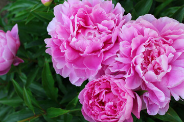 Peony flowers Beautiful card with flowers.