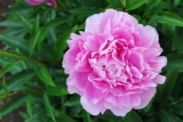 Beautiful flower of pink peony on a bush.