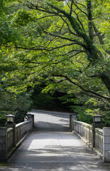木に囲まれた橋