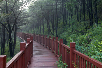 Fototapeta premium A path of red wood in the woods