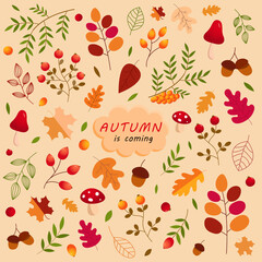 Fototapeta na wymiar Autumn set with copy space for your text. Vector illustration. Perfect for web, card, poster, cover, tag, invitation, sticker kit.