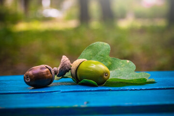 Oak leaf with acorns on wooden board