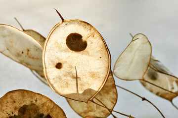 Closeup of dry seed pods of lunaria with seeds visible. Lunaria annua, commonly called silver...