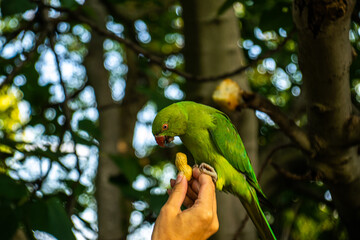 Photo of a green bird eating a peanut from a woman´s hand in the park. Colorful bird