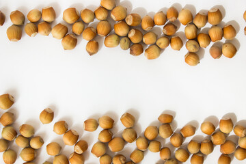 ripe hazelnuts in a peel on a white background