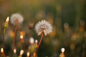 Last summer dandelion with ripe seeds in the field.
