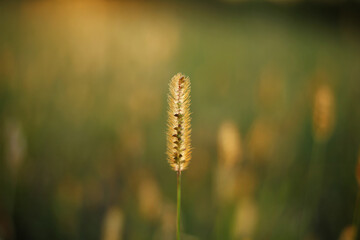 Ripe dry grass seeds in the field, illuminated by the evening sunlight.