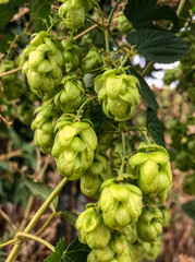 hop cones on a branch