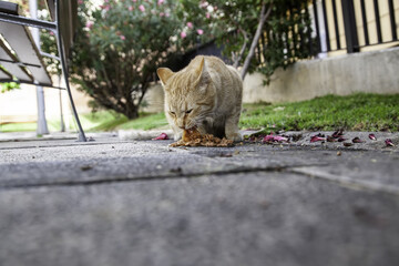 Stray cats eating on the street