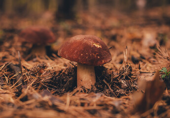 mushrooms in the forest