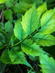 green leaves background