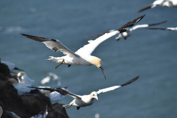 Flying gannet over the sea