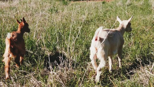 Two baby goat kids stand in long summer grass, slow motion
