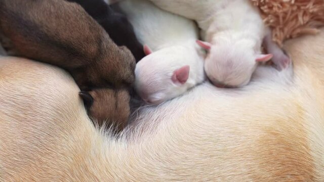 Chihuahua feed tiny newborn puppies breast milk. breeding purebred dogs.