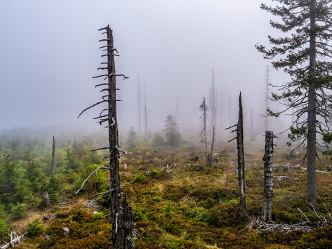 Naturlandschaft mit abgestorbenen B&auml;umen im Nebel am Grenzkamm Tschechien, Deutschland im Bayerischen Wald