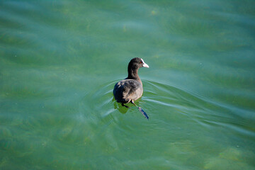 A Eurasian coot Fulica atra atra swims on a lake.
